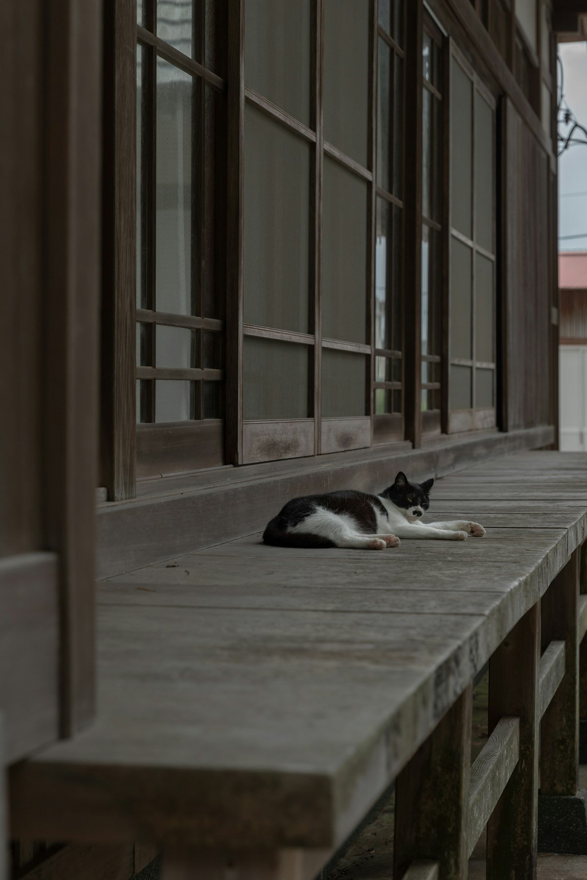 A cat sitting on a wall in Yanaka